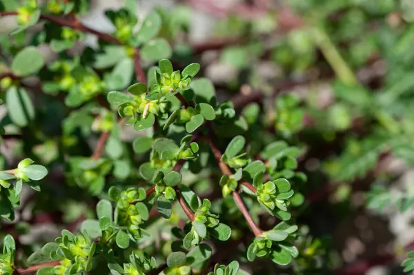 Bahçedeki Portulaca oleracea bitkisinin yakın çekimi. Portekiz kavramının faydaları