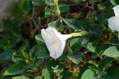 Eylül ayında Datura innoxia 'nın yaprakları ve beyaz çiçekleri