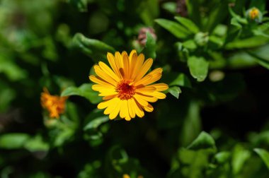 Bulanık yeşil arka planda yapraklı Calendula çiçeği (Calendula officinalis, esrar, bahçe veya İngiliz kadife çiçeği). Not: Sığ alan derinliği