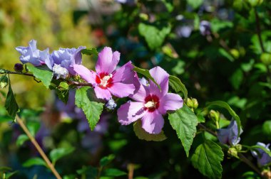 Hibiscus Syriacus (Sharon Gülü) arka planda yeşillik ile doğal ortamında büyümektedir..