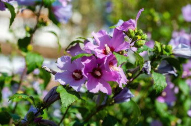 Hibiscus Syriacus (Sharon Gülü) arka planda yeşillik ile doğal ortamında büyümektedir..