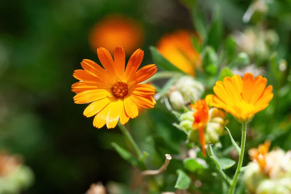 Bulanık yeşil arka planda yapraklı Calendula çiçeği (Calendula officinalis, esrar, bahçe veya İngiliz kadife çiçeği). Not: Sığ alan derinliği