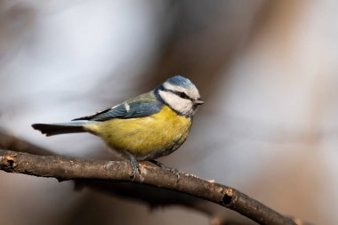 Blue tit (Cyanistes caeruleus or Parus caeruleus) Wildlife photo