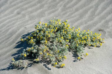 Medicago marinasının parlak çiçekleri (kıyı doktoru) Akdeniz 'e özgüdür. 
