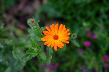 Bulanık yeşil arka planda yapraklı Calendula çiçeği (Calendula officinalis, esrar, bahçe veya İngiliz kadife çiçeği). Not: Sığ alan derinliği