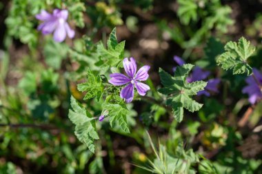 Malva setigera çiçeğinin yakınında Onun pid Marshmallow