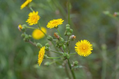 Yeşil çimen arka planında parlak sarı bir devedikeni (Sonchus asper) kapat