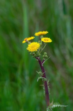 Close up of a bright yellow blooming Sow Thistle (Sonchus asper) on green grass background clipart