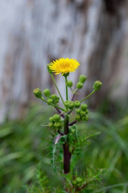 Close up of a bright yellow blooming Sow Thistle (Sonchus asper) on green grass background clipart