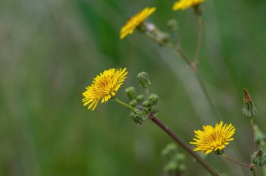 Yeşil çimen arka planında parlak sarı bir devedikeni (Sonchus asper) kapat