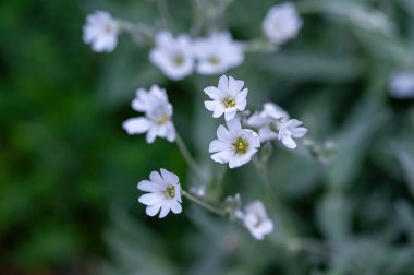 Cerastium biebersteinii DC. Boreal chickweed, Caryophyllaceae familyasından bir bitki türü..