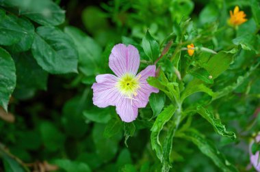 Teksas Pembe Akşamının Yakın Çekimi ya da Şovlu Akşam Çiçekleri. Oenothera speciosa