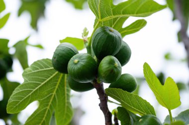 Olgunlaşmamış yeşil incir ağacı. Yazın incir ağacının dalında genç incirin yakın çekimi. Bulanık arka planı olan yeşil taze incirler. 