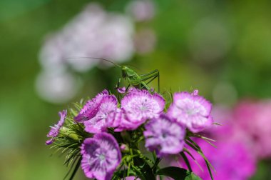 Macro shot of speckled bush-cricket Leptophyes punctatissima.Selective focus clipart