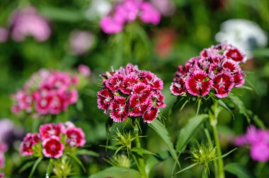 Yaz çiçekleri açan Tatlı William 'ın yakın görüntüsü, Dianthus Barbatus 