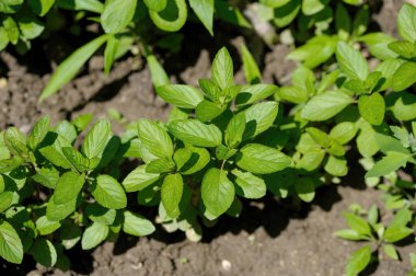 Yeşil nane arka plan bırakır. bahçede büyüyen taze nane