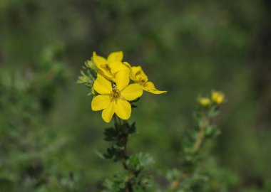 Çalı çırpı rengi Tundra güldü altın sarısı sert dişli Dasiphora meyveli çalı çiçekli sığ odak DOF