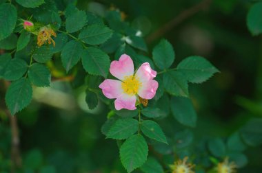 Yeşil yeşillik arka planda inanılmaz güzel ve güzel kokulu Rosa Rubiginosa çiçeği. Bu gülün kalçalarından yapılan çay sağlıklı bir içecek olarak çok popülerdir.