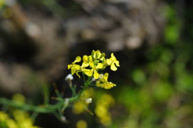 Raphanus raphanistrum flowers.Plant is also known as wild radish, white charlock or jointed charlock