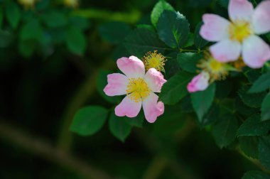 Yeşil yeşillik arka planda inanılmaz güzel ve güzel kokulu Rosa Rubiginosa çiçeği. Bu gülün kalçalarından yapılan çay sağlıklı bir içecek olarak çok popülerdir.
