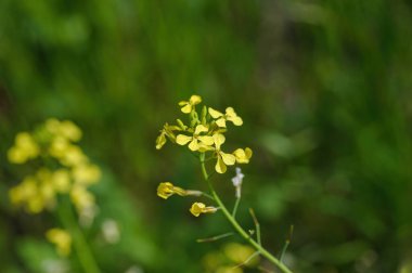 Raphanus raphanistrum flowers.Plant is also known as wild radish, white charlock or jointed charlock