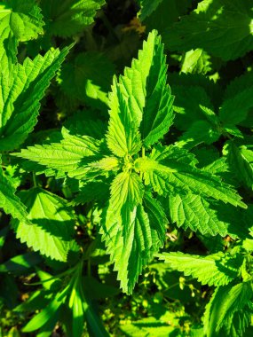 Yabani ısırgan otu arka planı. Yeşil bitki dokusu. Tıbbi açıdan sağlıklı yapraklar. Isırgan yaprağı. Canlı bir bahçe deseni.. 