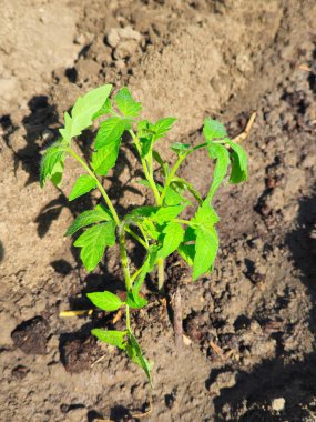 Genç domates. Bahçe işleri, tarım, zengin bir hasat, organik ürünler teması..