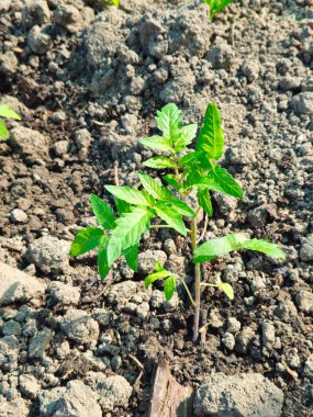 Genç domates. Bahçe işleri, tarım, zengin bir hasat, organik ürünler teması..