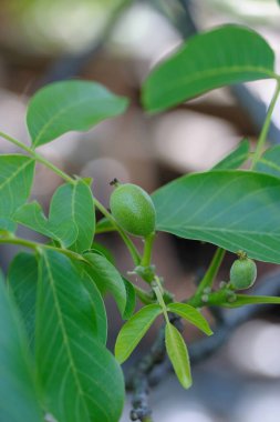 Juglans Rejim Ağacı 'nın taze meyveleri. Uglans regia 'nın ham yeşil meyvesi, İran cevizi, İngiliz cevizi, Karpatya cevizi, Madeira cevizi.