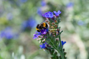 Bee 'nin doğada polen topladığı Macro fotoğrafı. Sığ alan derinliği