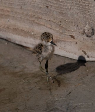 Siyah kanatlı bir Stilt Chick (Himantopus himantopus))