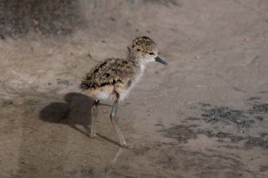 Siyah kanatlı bir Stilt Chick (Himantopus himantopus))