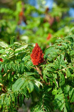 Çiçek açan Staghorn sumac Rhus tifina 'nın yeşil yapraklı kırmızı çiçeği. Yakın plan seçici odaklanma..