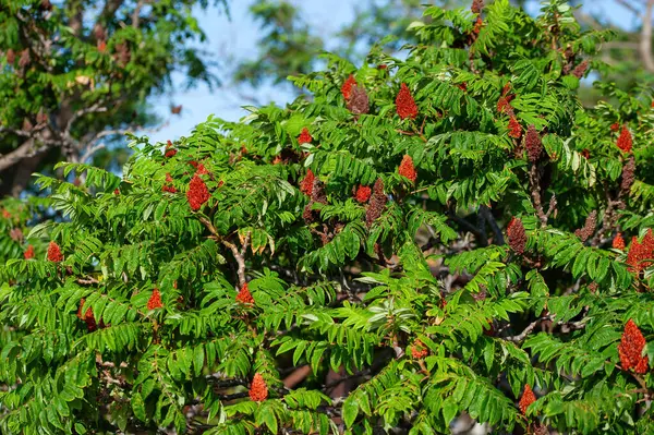 stock image Red flower with green leaves on blooming Staghorn sumac Rhus typhina close-up selective focus shallow DOF.