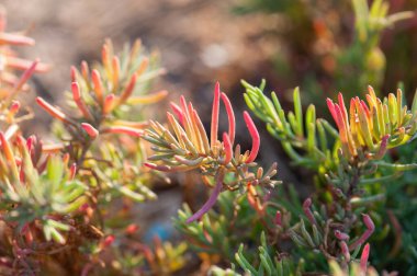 Austral Seablite, Common Glasswort, Salt Meadow, tuzlu bataklıkta yetişen tuz dayanıklı bitkiler.