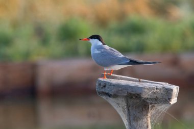 Tern (Sterna hirundo), Laridae familyasından bir deniz kuşudur. Avrupa 'da Vahşi Yaşam Doğası Sahnesi