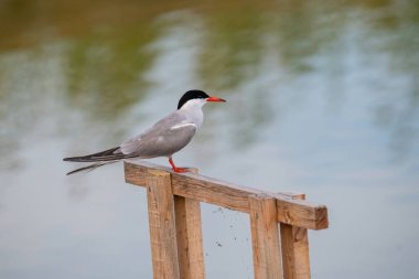 Tern (Sterna hirundo), Laridae familyasından bir deniz kuşudur. Avrupa 'da Vahşi Yaşam Doğası Sahnesi