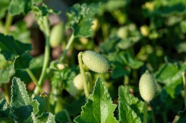 Green plant of the squirting cucumber or exploding cucumber (Ecballium elaterium) clipart