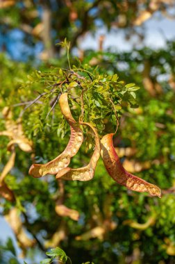 Bal çekirgesi tohumları (Gleditsia triacanthos), Fabaceae familyasından bir çekirge türü..