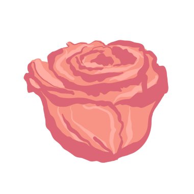 beautiful rose hand drawing isolated on white