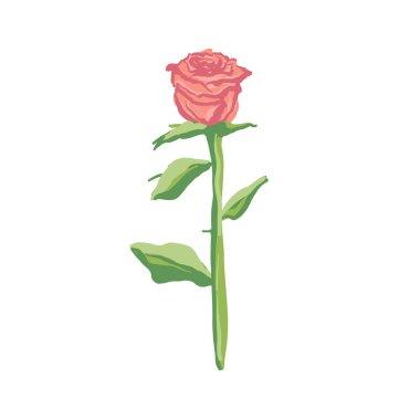 beautiful rose hand drawing isolated on white.