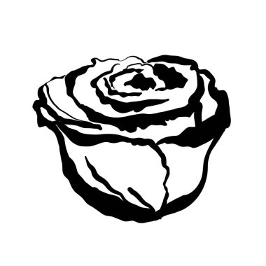 beautiful rose hand drawing isolated on white.