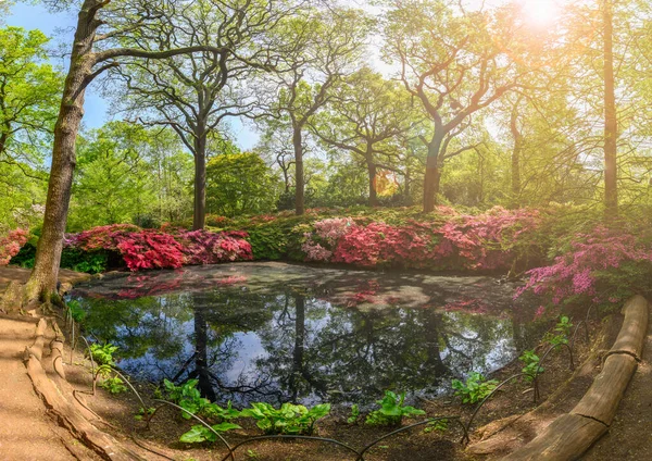 ロンドンのリッチモンド公園のイザベラプランテーションの森の庭の風景 — ストック写真