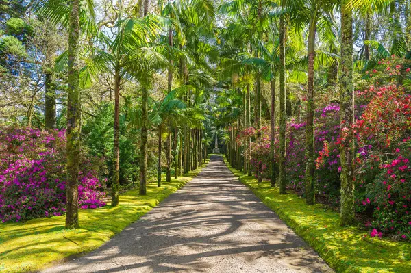 노스트라의 매혹적인 경로를 아조레스의 식물학적 경이와 활기찬 식물의 안식처 로열티 프리 스톡 이미지