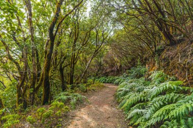 Discover the lush Anaga Mountains in Tenerife, a hiker paradise with ancient forests, stunning peaks, and rich biodiversity, perfect for nature enthusiasts and photography. clipart