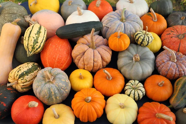 さまざまな品種の秋の収穫カラフルなスカッシュとカボチャ — ストック写真