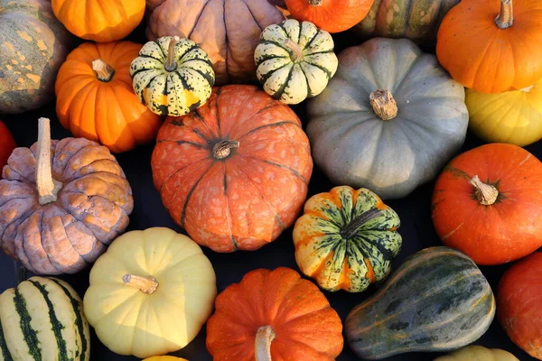 Herbsternte Bunte Kürbisse Und Kürbisse Verschiedenen Sorten — Stockfoto