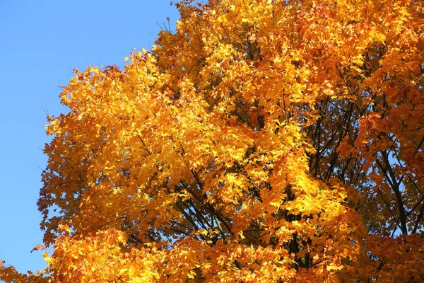 Maple Tree Colorful Autumn Leaves Sunny Light — Stock Photo, Image
