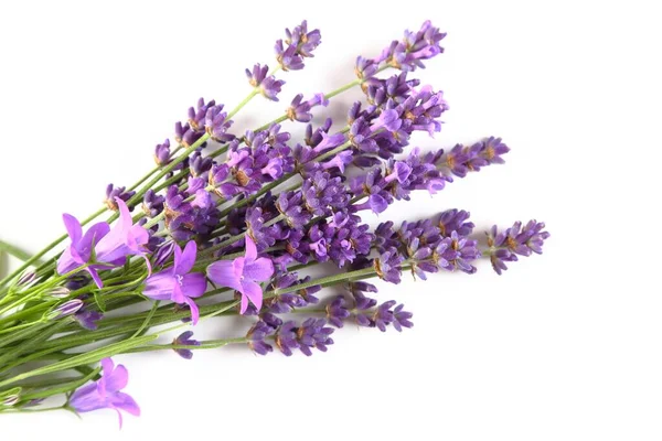 Blommande Lavendel Vit Bakgrund Ovanifrån — Stockfoto