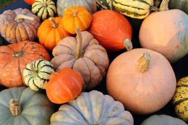 Sonbahar hasadı rengarenk kabaklar ve farklı türde balkabakları..